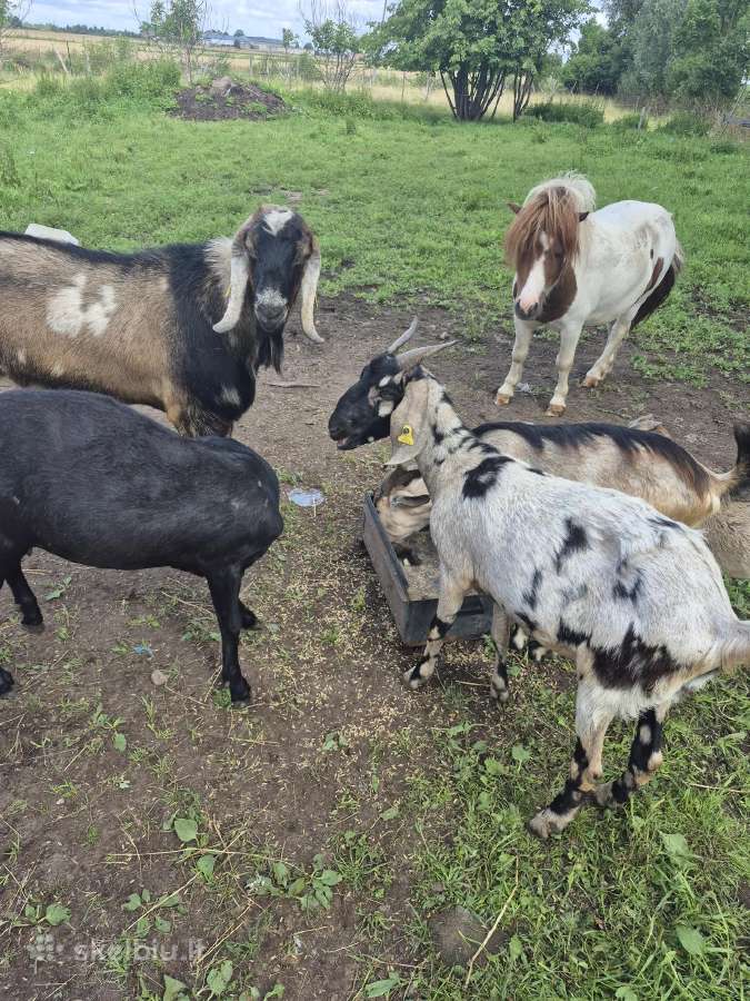 Parduodamos A N ozkos,jau turejusios oziuku - nuotraukos Nr. 2