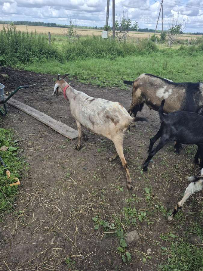 Parduodamos A N ozkos,jau turejusios oziuku - nuotraukos Nr. 3