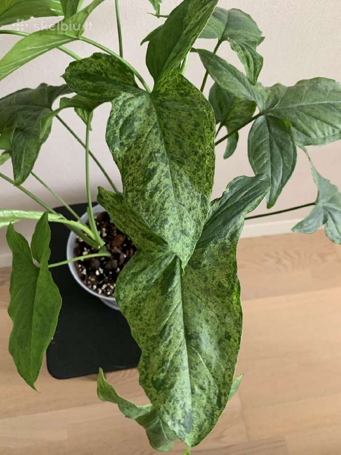 Syngonium Mottled Mojito. Tik atsiėmimas vietoje - nuotraukos Nr. 2