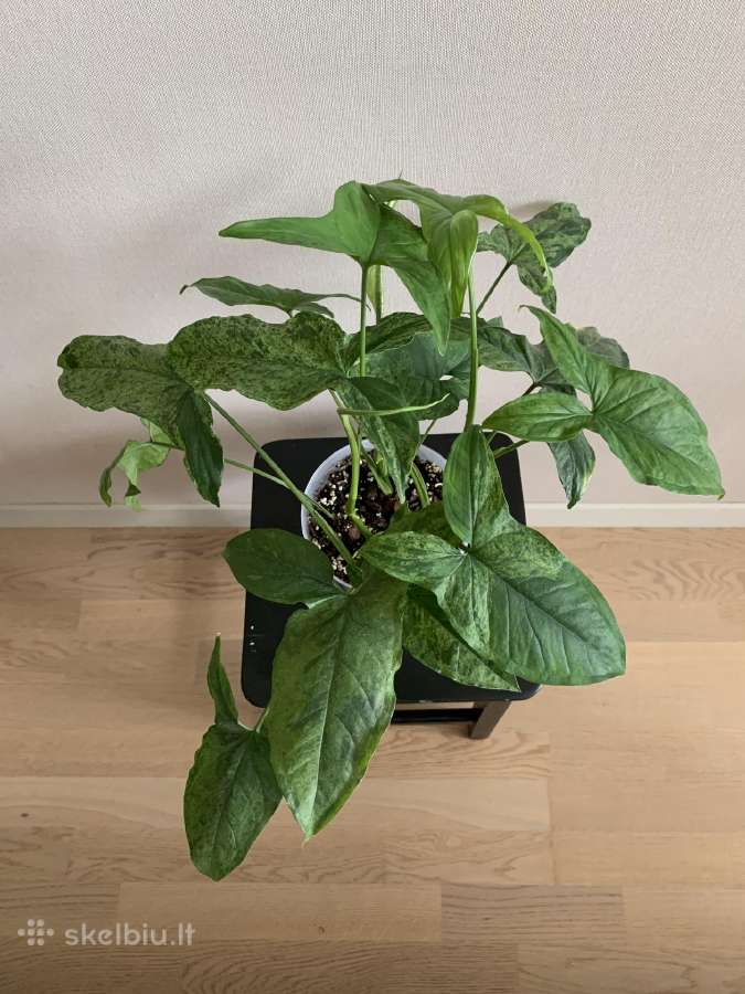 Syngonium Mottled Mojito. Tik atsiėmimas vietoje - nuotraukos Nr. 3