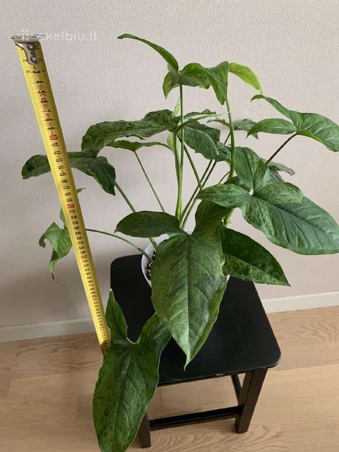 Syngonium Mottled Mojito. Tik atsiėmimas vietoje - nuotraukos Nr. 4