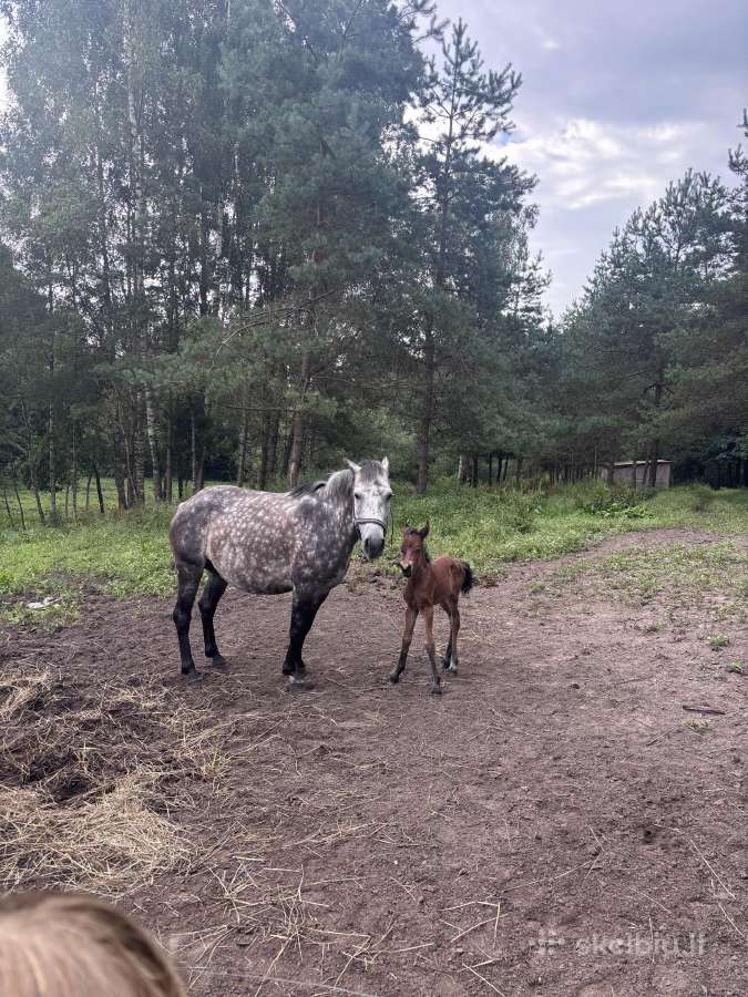 Grynaveisle zemaite su kumelyte - nuotraukos Nr. 2
