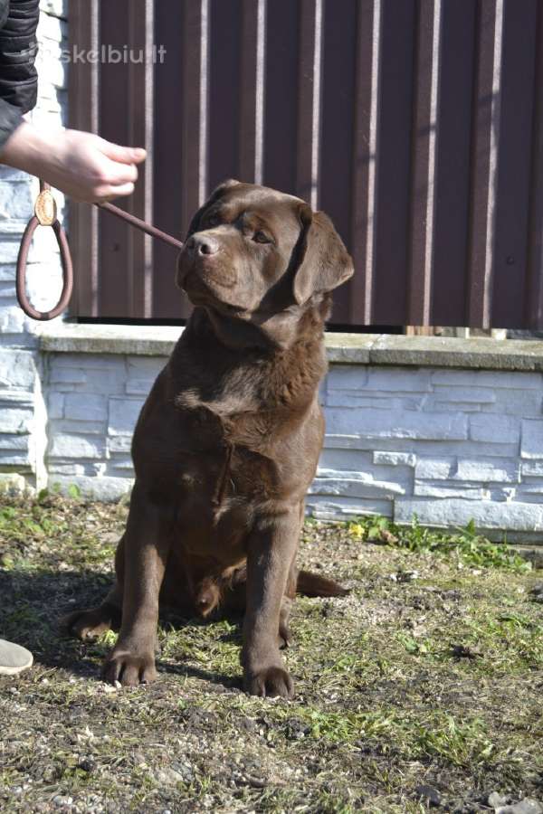 Labradoro retriveris - nuotraukos Nr. 4
