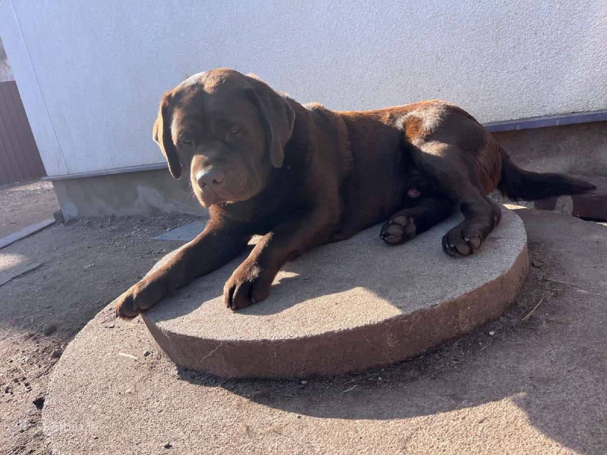 Labradoro retriveris - nuotraukos Nr. 5