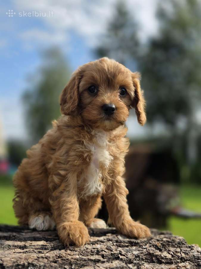 Cavapoo mazyliai - nuotraukos Nr. 6