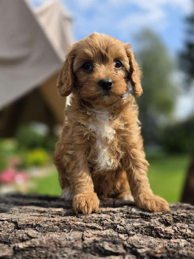 Cavapoo mazyliai - nuotraukos Nr. 7