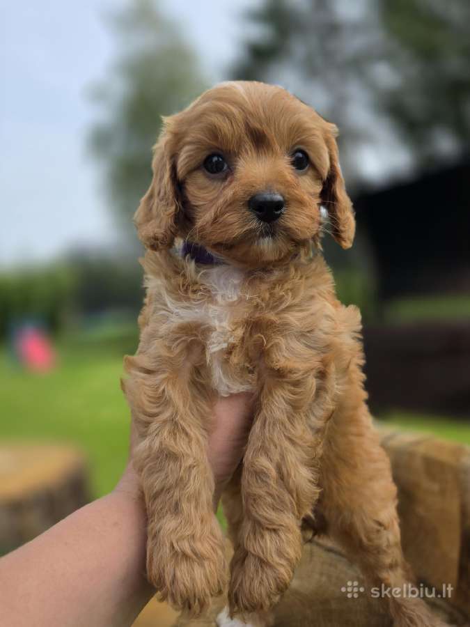 Cavapoo mazyliai - nuotraukos Nr. 8