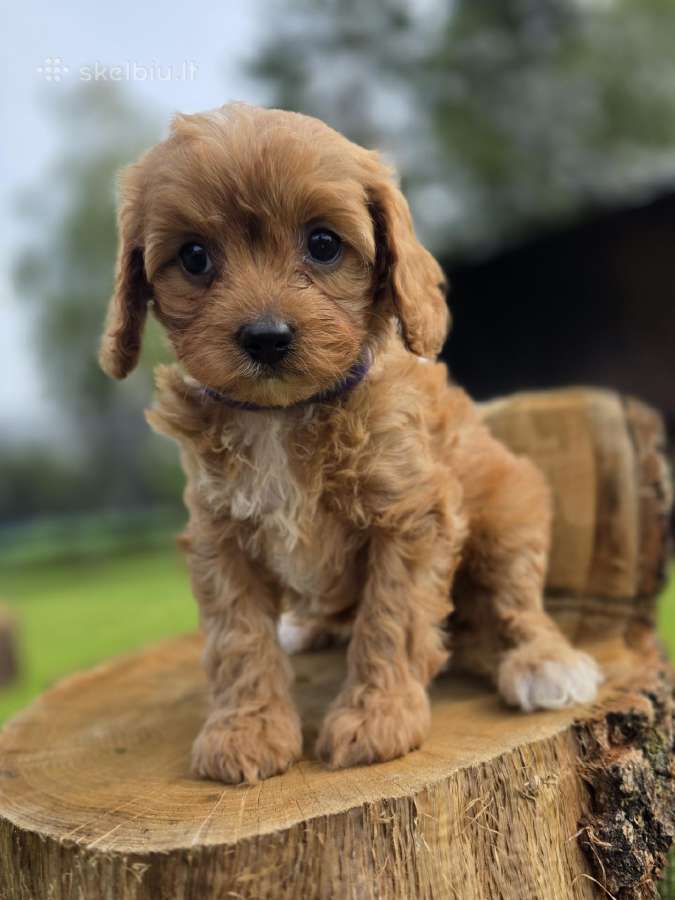 Cavapoo mazyliai - nuotraukos Nr. 9