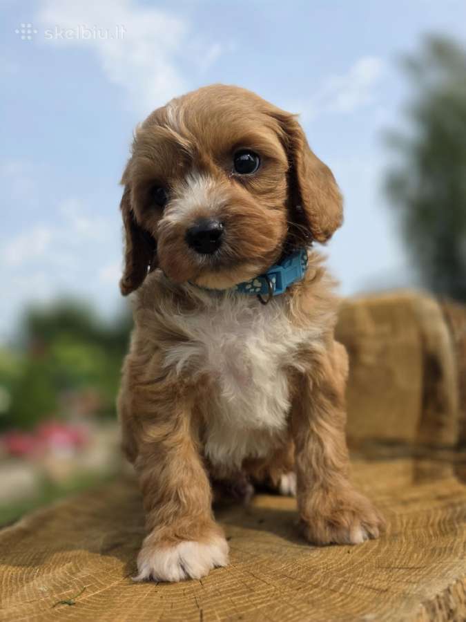 Cavapoo mazyliai - nuotraukos Nr. 10