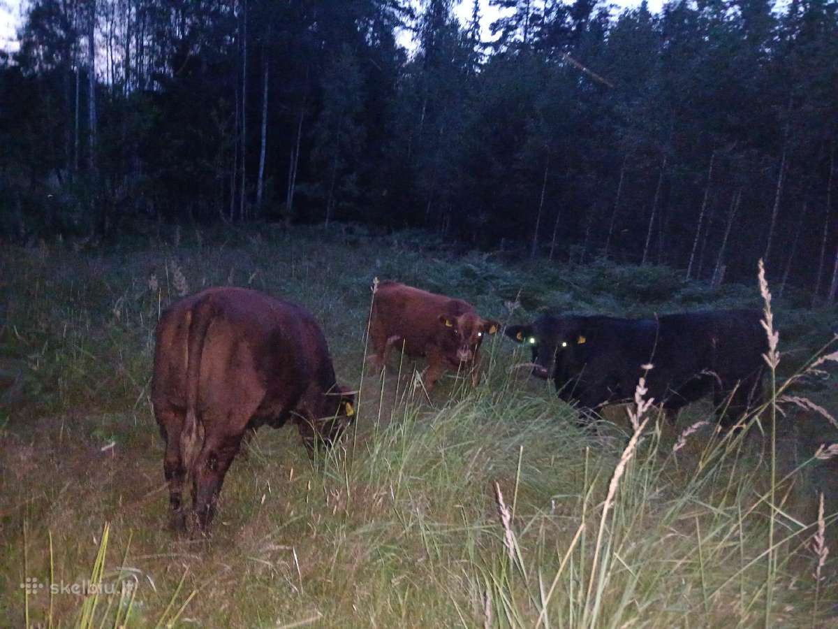 Parduodu Angus bulius - nuotraukos Nr. 2