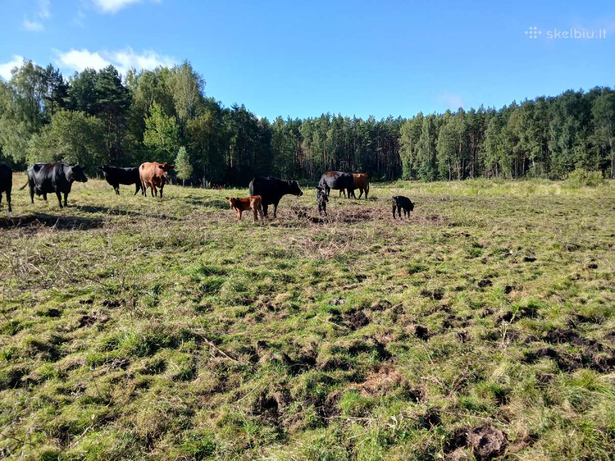 Parduodu Angus bulius - nuotraukos Nr. 3