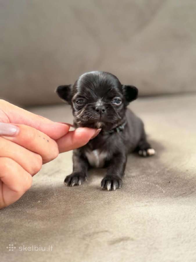 Ekskliuzyvinis mini mini berniukas su dok. - nuotraukos Nr. 2