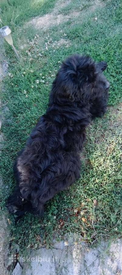 Bernedoodle 4men. - nuotraukos Nr. 4