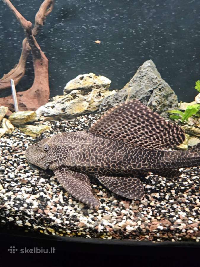 Panoraminis akvariumas 180l - nuotraukos Nr. 3