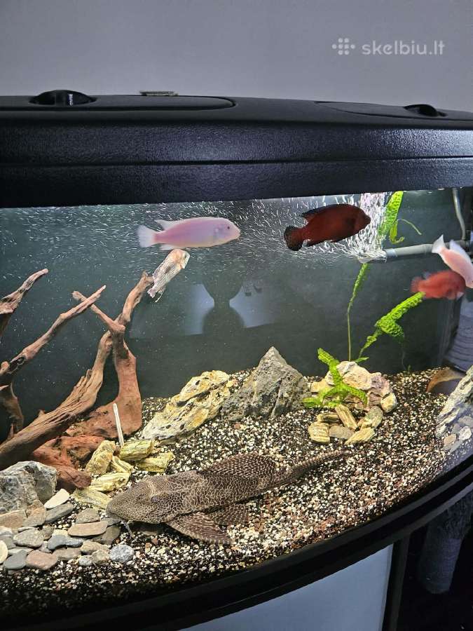Panoraminis akvariumas 180l - nuotraukos Nr. 4