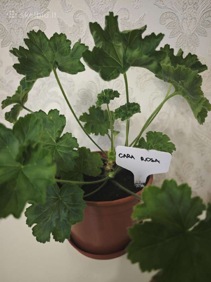 Veislinės pelargonijos, jaronimas ir dracena - nuotraukos Nr. 2