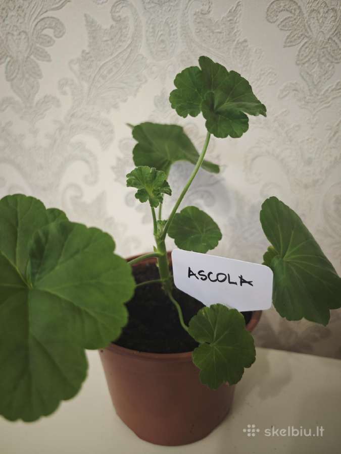 Veislinės pelargonijos, jaronimas ir dracena - nuotraukos Nr. 3