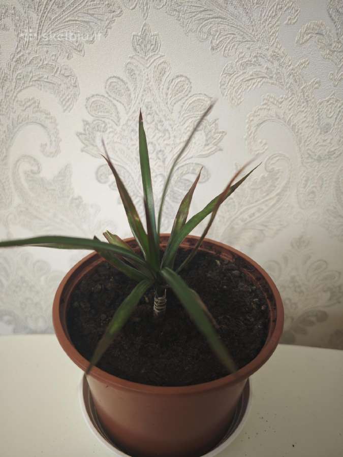 Veislinės pelargonijos, jaronimas ir dracena - nuotraukos Nr. 4