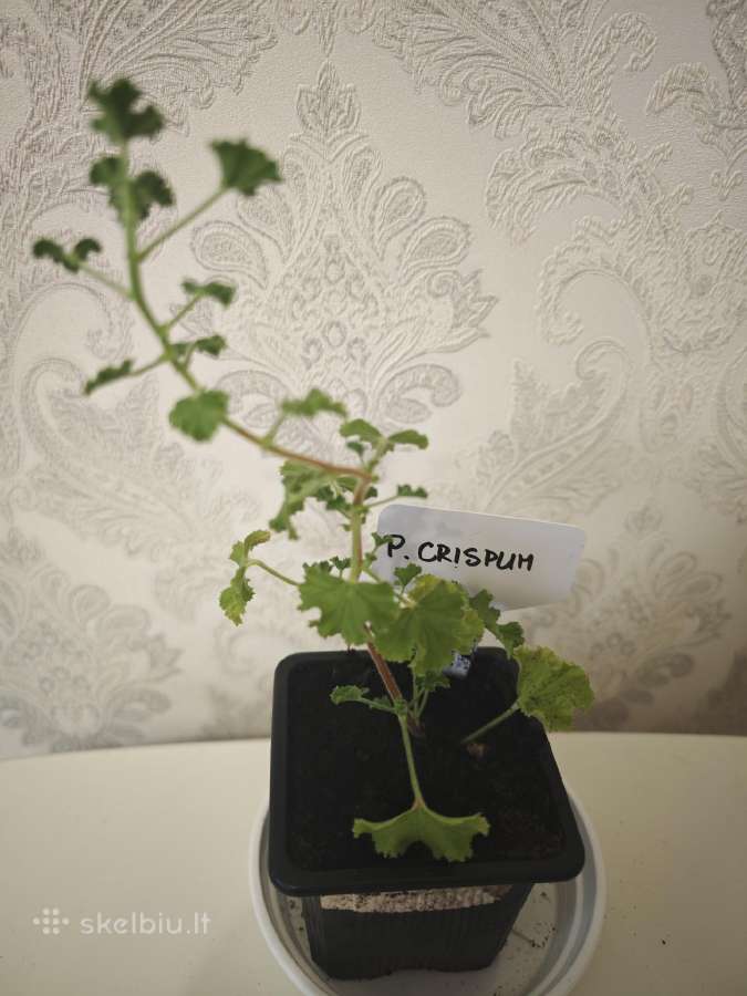 Veislinės pelargonijos, jaronimas ir dracena - nuotraukos Nr. 5