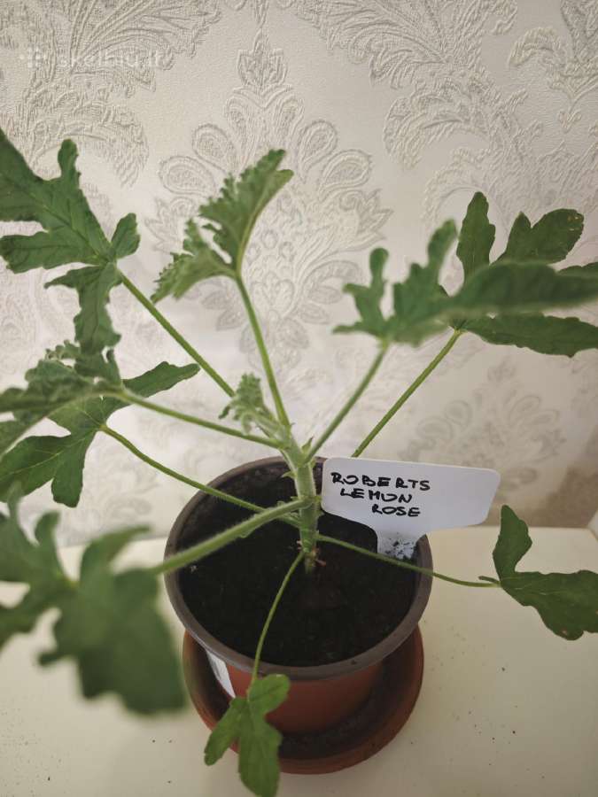 Veislinės pelargonijos, jaronimas ir dracena - nuotraukos Nr. 6