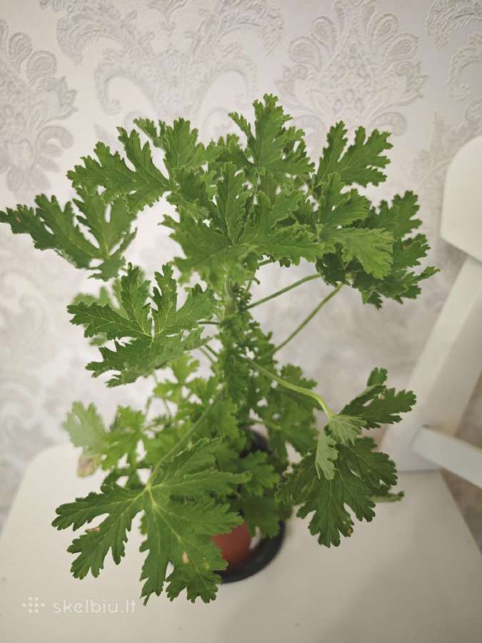 Veislinės pelargonijos, jaronimas ir dracena - nuotraukos Nr. 7