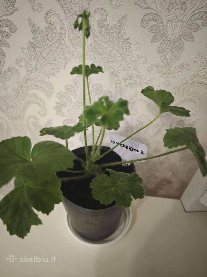 Veislinės pelargonijos, jaronimas ir dracena - nuotraukos Nr. 8