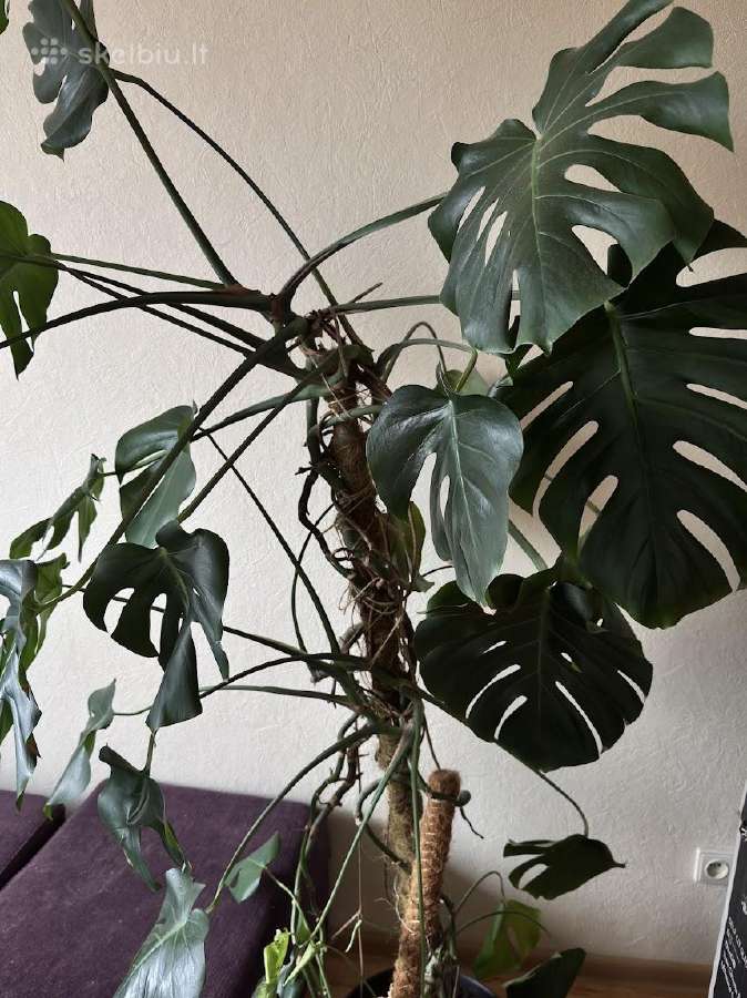 Monstera su vazonu ir atrama - nuotraukos Nr. 2