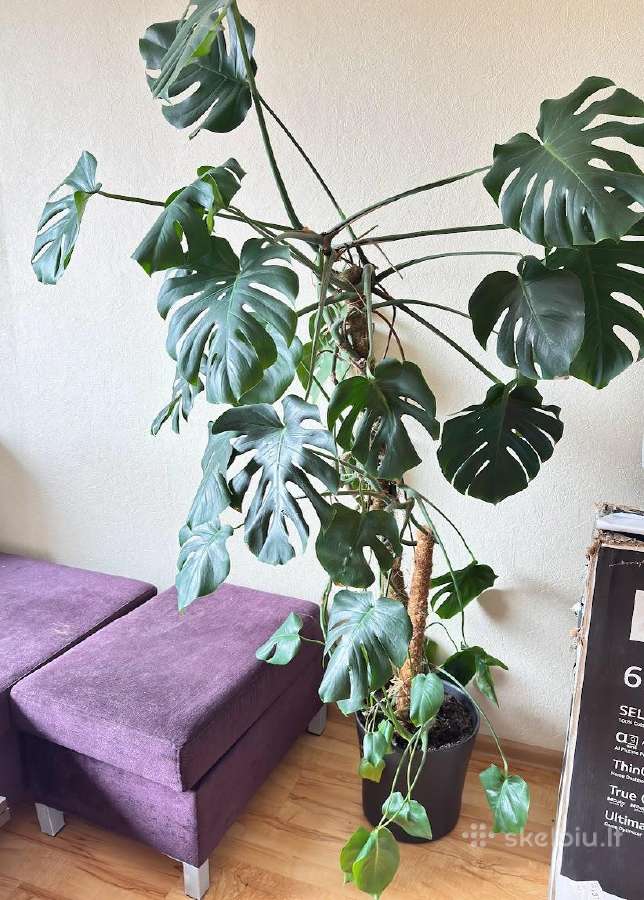 Monstera su vazonu ir atrama - nuotraukos Nr. 3