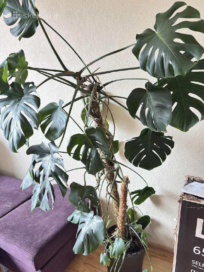 Monstera su vazonu ir atrama - nuotraukos Nr. 4