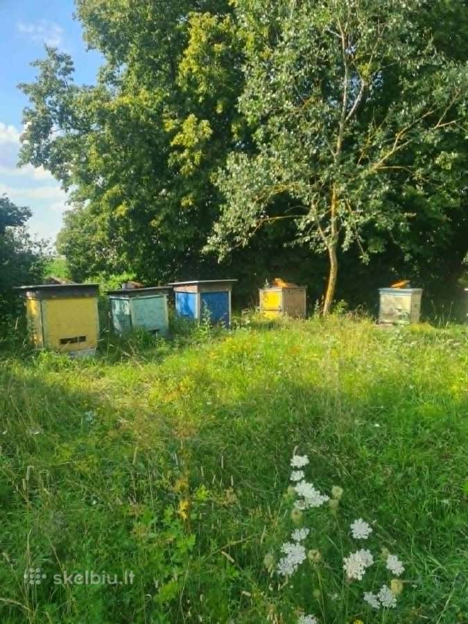 Bičių šeimos su aviliais - nuotraukos Nr. 2