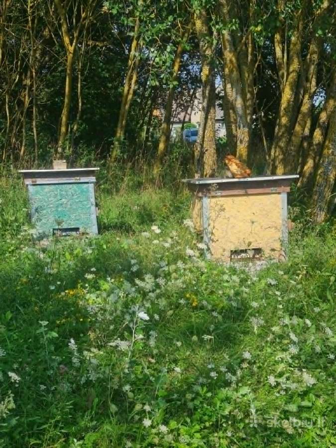 Bičių šeimos su aviliais - nuotraukos Nr. 3