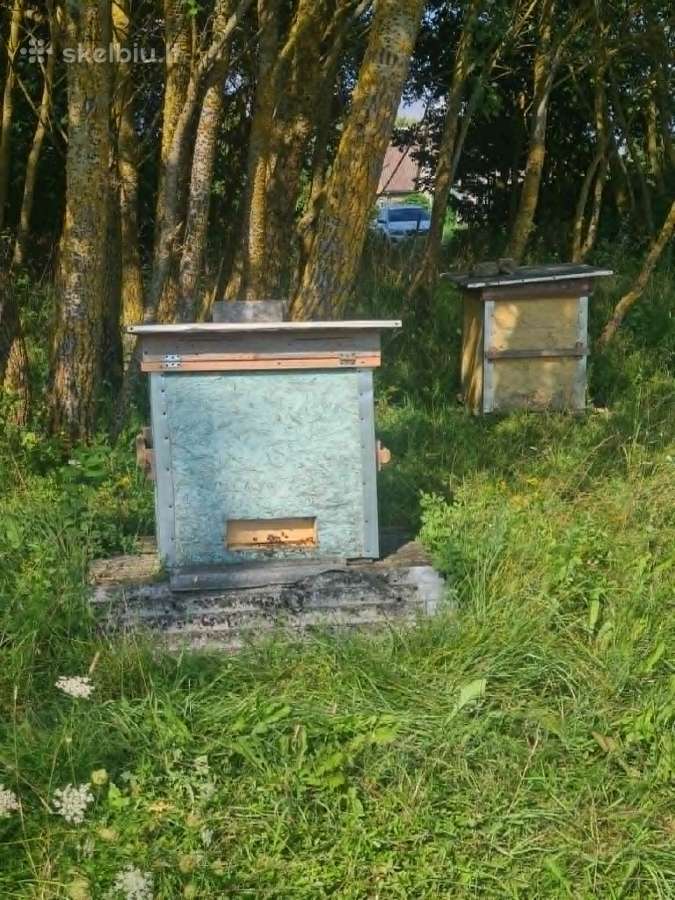 Bičių šeimos su aviliais - nuotraukos Nr. 4