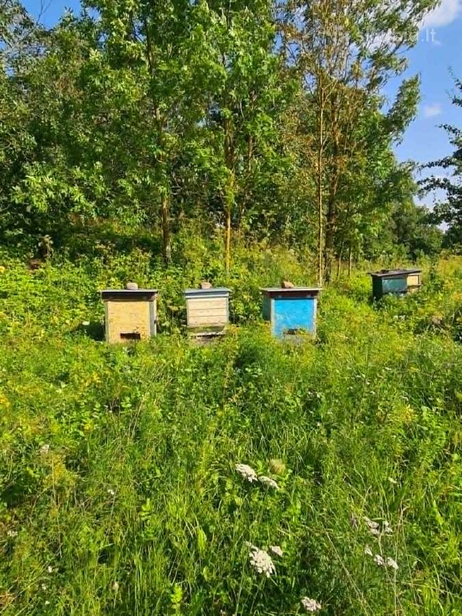 Bičių šeimos su aviliais - nuotraukos Nr. 5