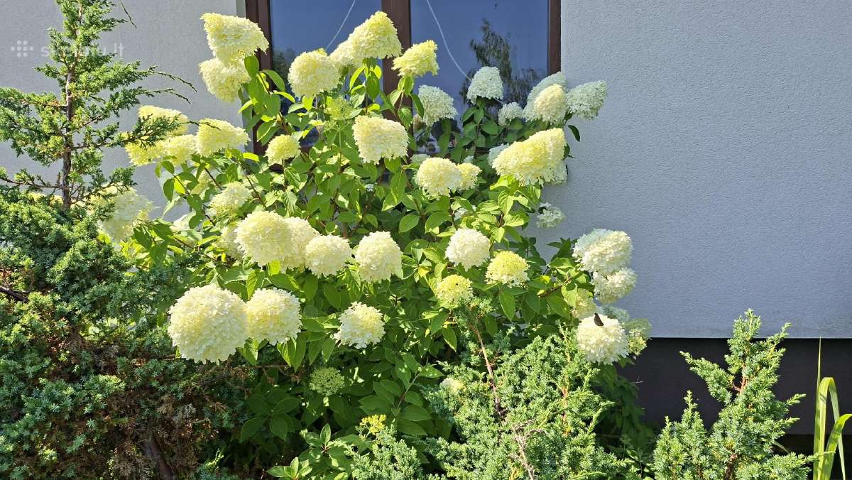 Hortenzijos - nuotraukos Nr. 19