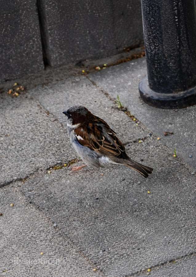 Canon EOS 1000d 18-55mm. - nuotraukos Nr. 11