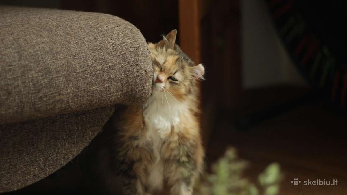 Princesė, 5m. - nuotraukos Nr. 5
