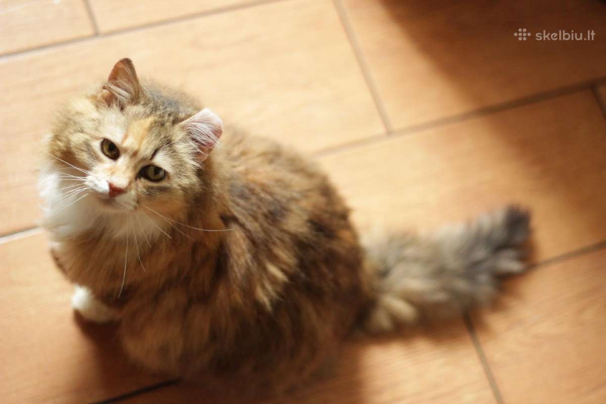 Princesė, 5m. - nuotraukos Nr. 8