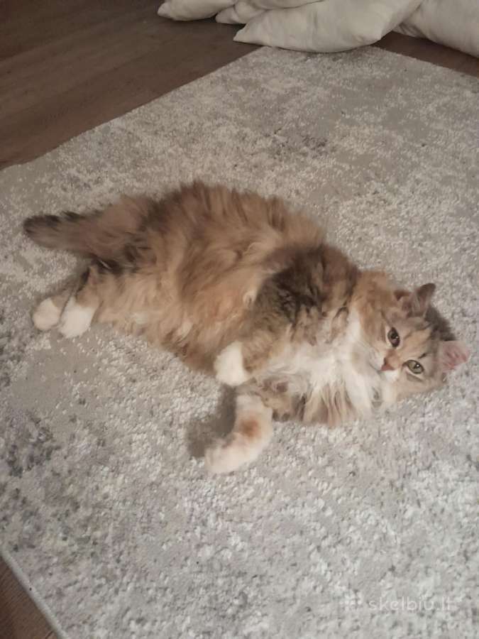 Princesė, 5m. - nuotraukos Nr. 2