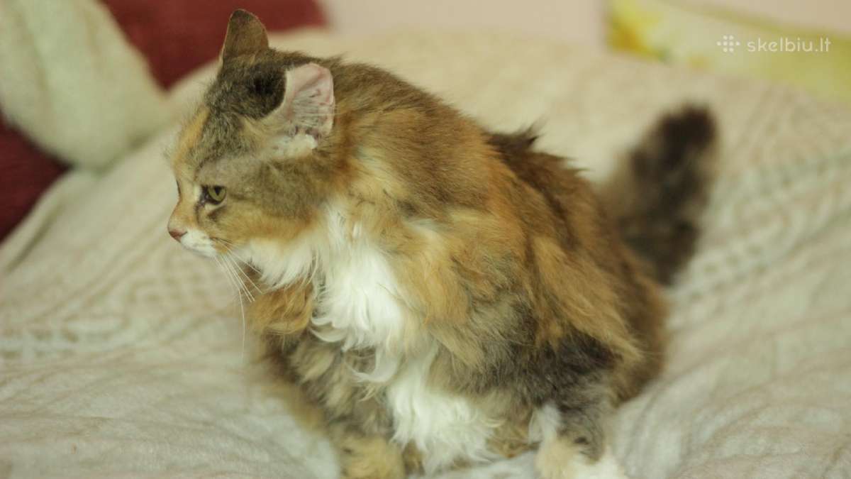 Princesė, 5m. - nuotraukos Nr. 11