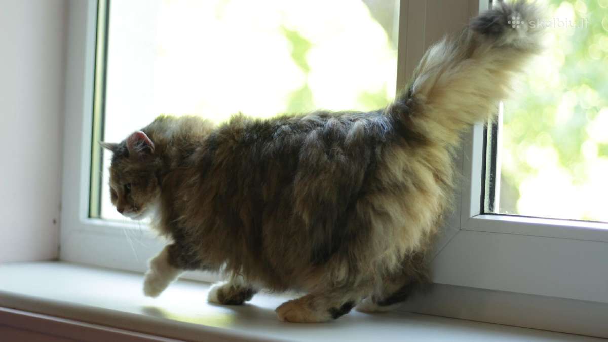 Princesė, 5m. - nuotraukos Nr. 17
