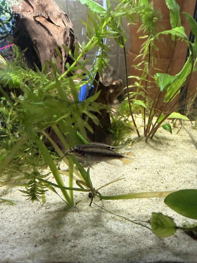 Akvariumas 40-30-30 - nuotraukos Nr. 2