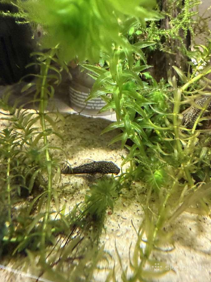 Akvariumas 40-30-30 - nuotraukos Nr. 3