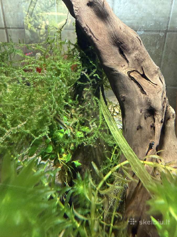 Akvariumas 40-30-30 - nuotraukos Nr. 5