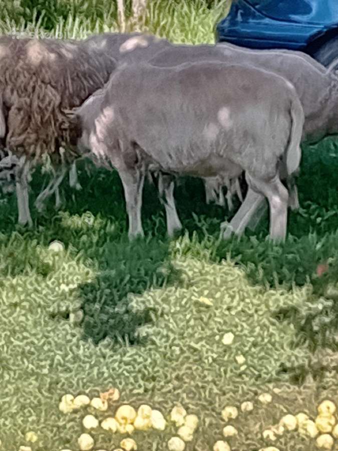 Du avinai ramūs, tvirti draugiški - nuotraukos Nr. 4