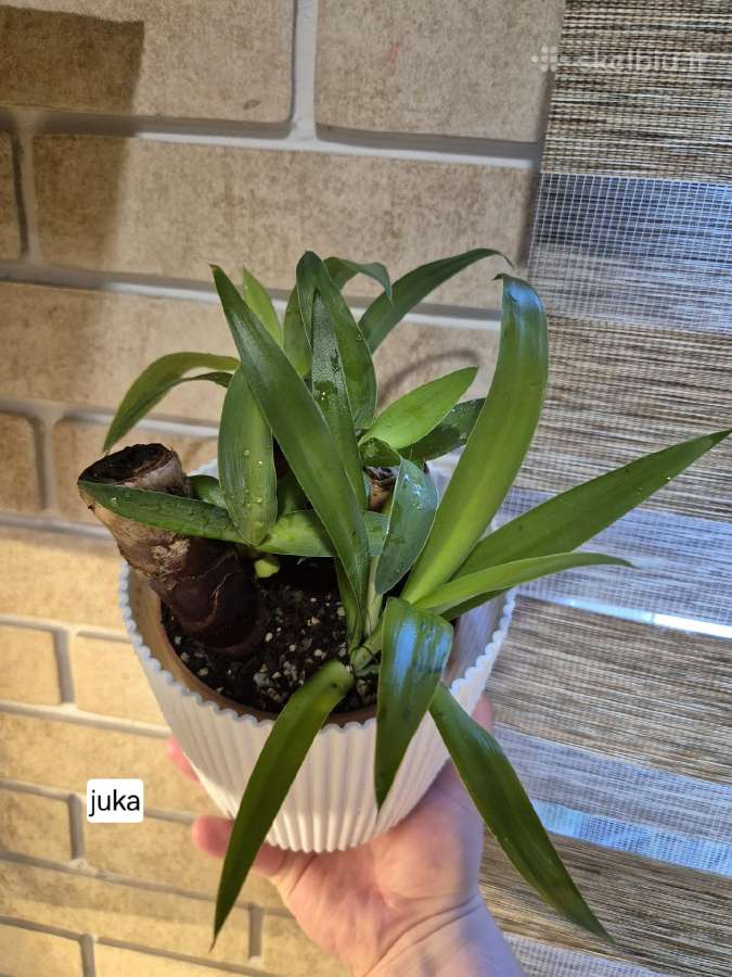 Monsteros, filodendrai, zz, žilė, juka, alocasia - nuotraukos Nr. 3