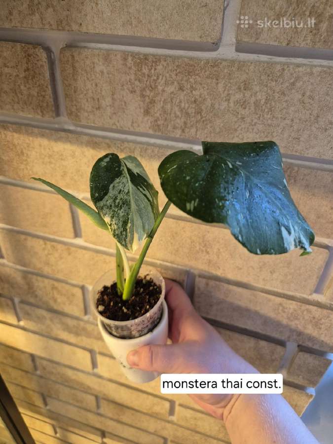 Monsteros, filodendrai, zz, žilė, juka, alocasia - nuotraukos Nr. 4