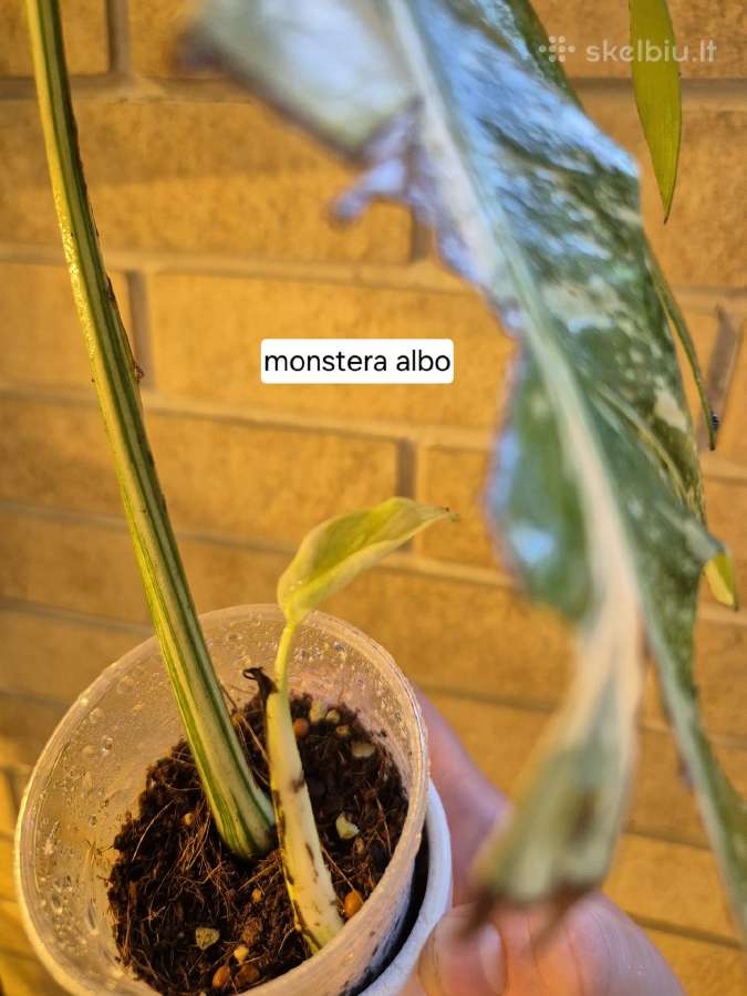 Monsteros, filodendrai, zz, žilė, juka, alocasia - nuotraukos Nr. 5