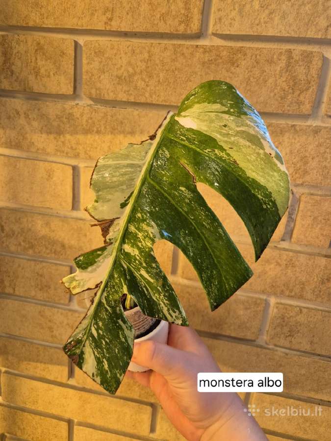 Monsteros, filodendrai, zz, žilė, juka, alocasia - nuotraukos Nr. 6