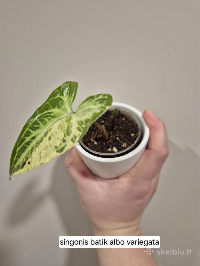Monsteros, filodendrai, zz, žilė, juka, alocasia - nuotraukos Nr. 7