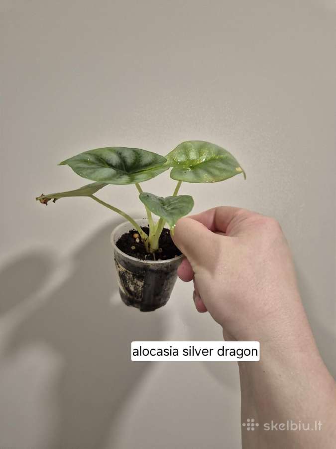 Monsteros, filodendrai, zz, žilė, juka, alocasia - nuotraukos Nr. 8